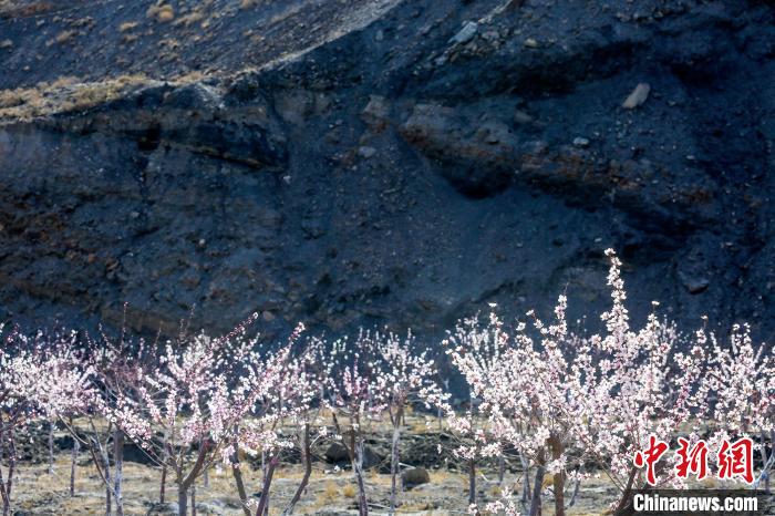 賀蘭山下盛開(kāi)的山桃花?！≠囀?攝