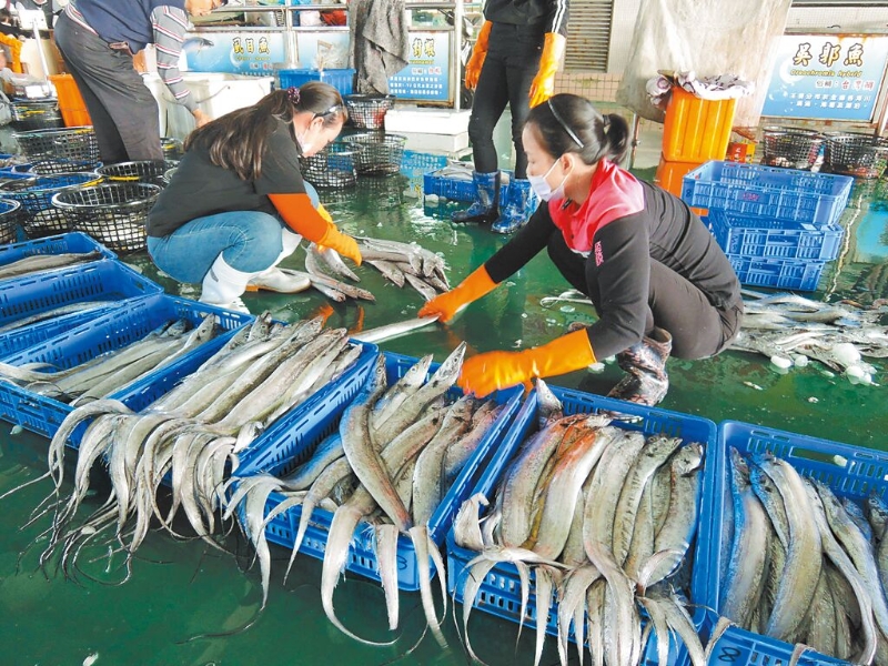 圖為現(xiàn)撈白帶魚(yú)。（本報(bào)資料照片）.jpg
