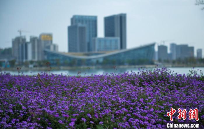 東安湖體育公園一角?！⒅铱?攝