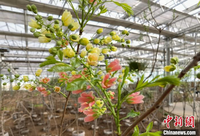圖為林西縣種植的文冠樹?！钣矜霉﹫D