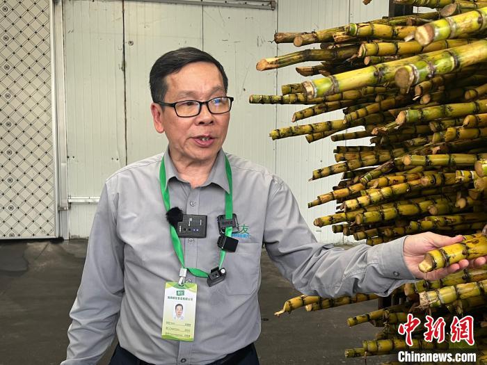 陳藤楠介紹如何鑒定剛剛收購來的甘蔗品質(zhì)。　路梅 攝