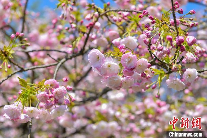 杖錫櫻花盛開一景?！堦粯?攝