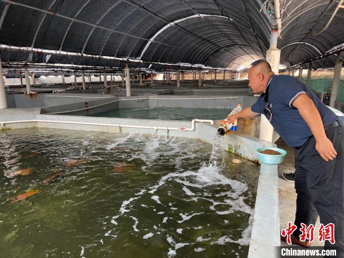 洪宜展在漁場內(nèi)照料種魚?！÷访?攝