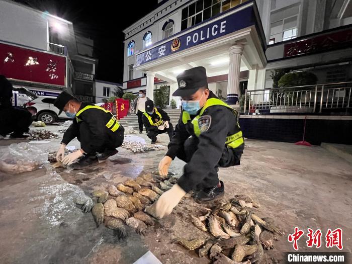 圖為移民管理警察對鱷魚爪進行清點查驗。　鄧敦宇 攝
