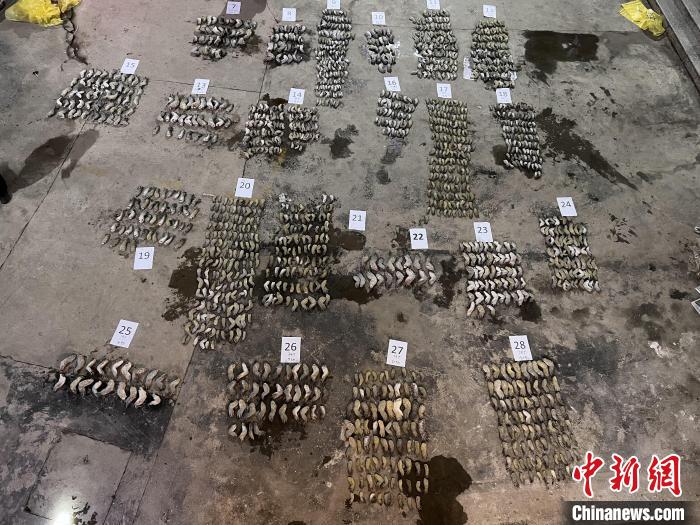 圖為鱷魚爪鋪滿空地?！∴嚩赜?攝