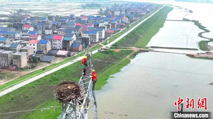江西電力公司工作人員守護東方白鸛鐵塔“安家”。　湯暉 攝