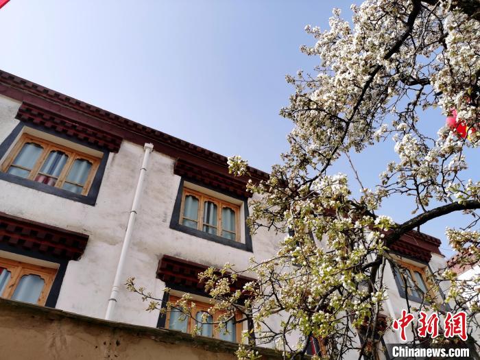 圖為尖扎縣坎布拉噶達莊園內(nèi)的梨花?！?zhí)砀?攝