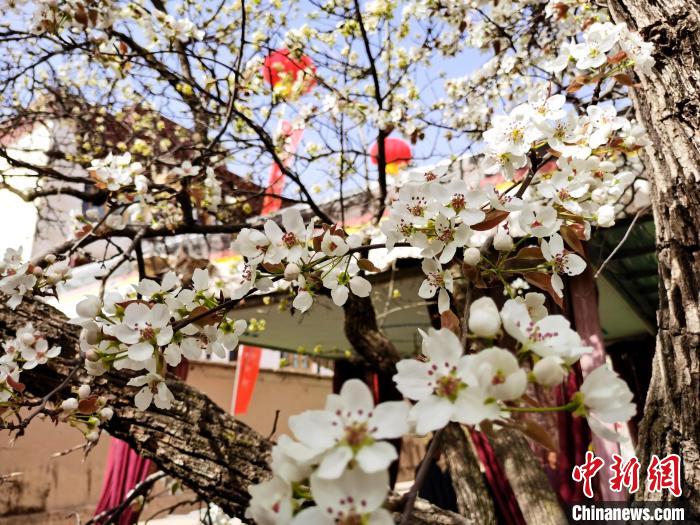 圖為尖扎縣坎布拉噶達莊園內(nèi)的梨花?！?zhí)砀?攝