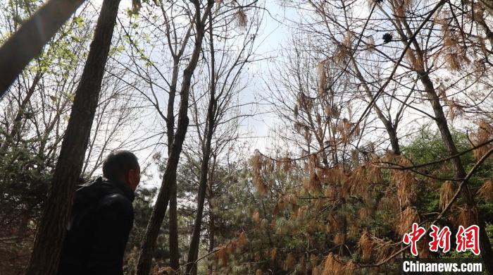 圖為馮樹文正在園區(qū)巡邏，觀察鷺鳥的一舉一動?！∠蛏?攝