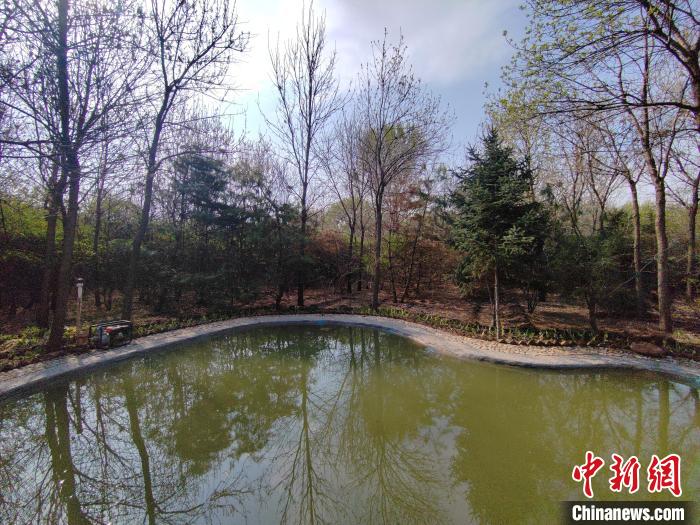 圖為馮樹文自建的小水池，以方便鷺鳥飲水?！「哂昵?攝