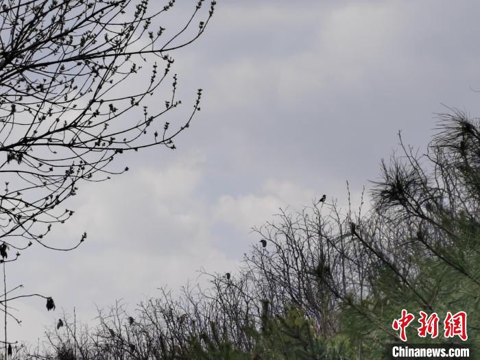 圖為鳥類在樹上棲息?！「哂昵?攝