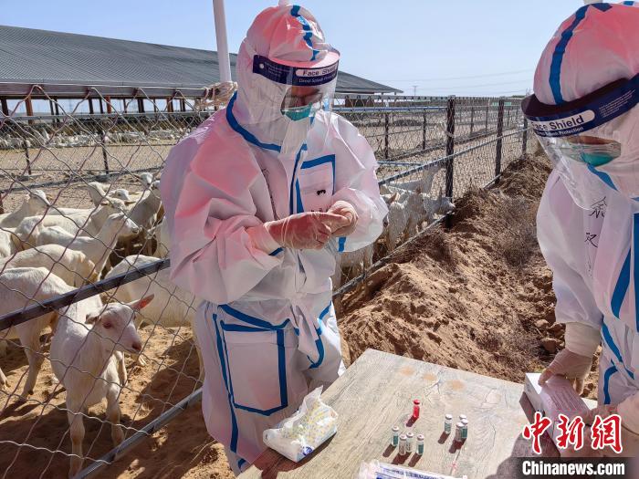 寧夏2023年首批進口種羊結束隔離檢疫投入生產(chǎn)使用