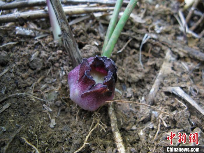 圖為卵藥蜘蛛抱蛋花。　黃俞淞 攝
