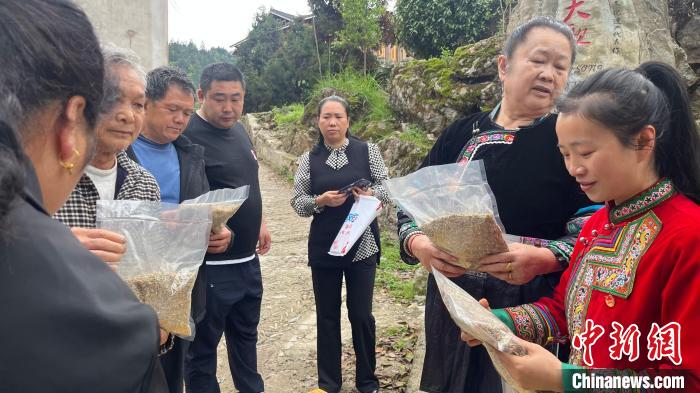 圖為張國丹在進(jìn)行選品?！⌒烊A 攝