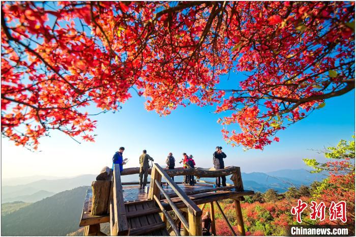 浙中杜鵑谷內(nèi)杜鵑花盛開景象(資料圖)。　盤峰鄉(xiāng)人民政府 供圖