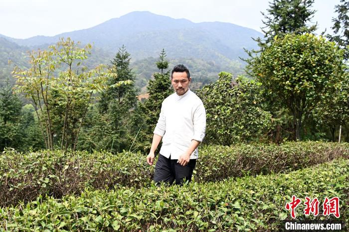 陳耘嘉查看茶葉生長(zhǎng)情況?！埥鸫?攝