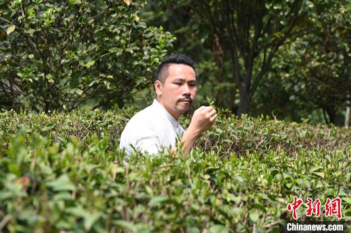 陳耘嘉查看茶葉生長(zhǎng)情況?！埥鸫?攝