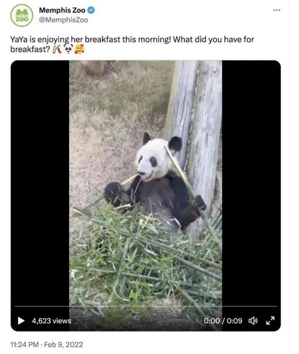 孟菲斯動物園2022年2月9日發(fā)布的“丫丫”視頻截圖。圖片來源：孟菲斯動物園官方社交媒體截圖