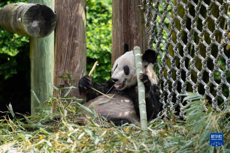 這是4月25日在美國田納西州孟菲斯動物園拍攝的大熊貓“丫丫” 。（圖源：新華社）