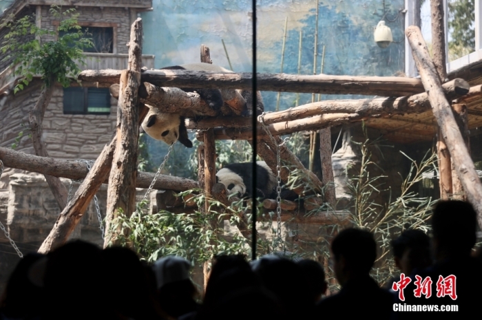 5月3日，“五一”假期最后一天，眾多游客前往北京動(dòng)物園大熊貓館觀賞憨態(tài)可掬的大熊貓。<a target='_blank' href='/'>中新社</a>記者 易海菲 攝