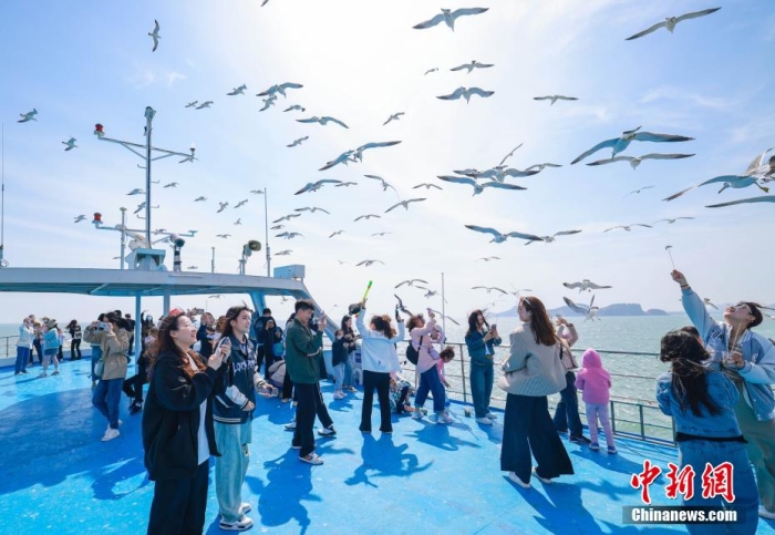 在山東省榮成市海驢島海域，游客們登上游艇，喂食黑尾鷗。李信君 攝