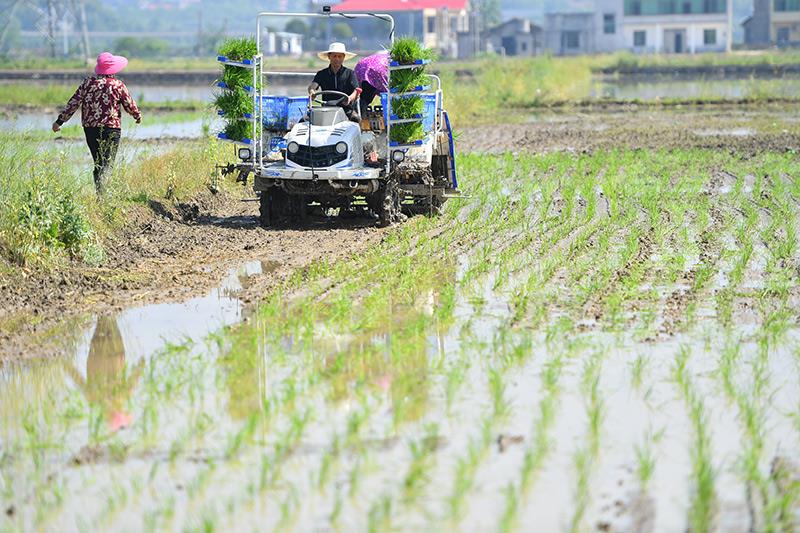 △2023年4月26日，湖南湘潭市雨湖區(qū)姜畬鎮(zhèn)易建河村的一處高標(biāo)準(zhǔn)農(nóng)田，農(nóng)民駕駛插秧機(jī)插秧。