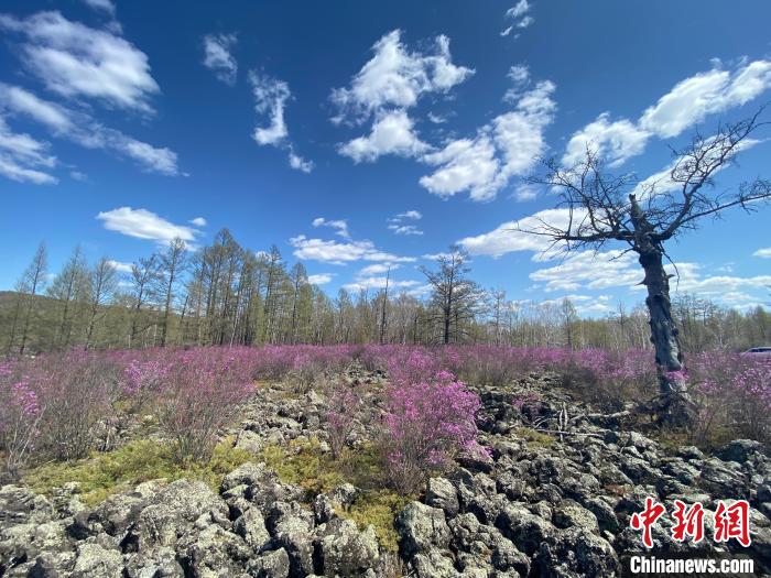 圖為盛開在石塘里的興安杜鵑?！埇| 攝
