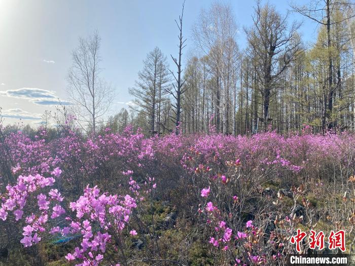 圖為成片盛開的興安杜鵑嬌艷欲滴?！埇| 攝
