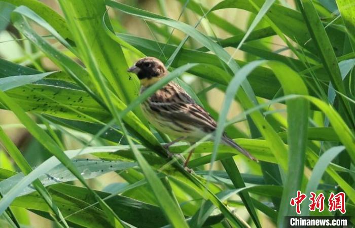 奧林匹克森林公園蘆葦群落中的黃胸鹀?！∪~元興 攝