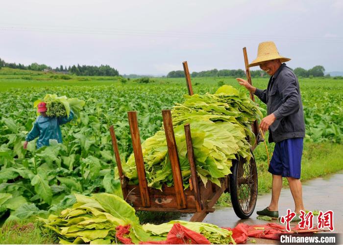 圖為在江西省吉安市安?？h嚴(yán)田鎮(zhèn)山背村，煙農(nóng)正在采收煙葉。　安?？h煙草專賣局供圖