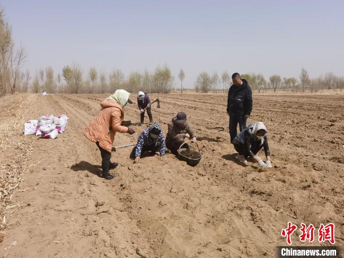 圖為農(nóng)戶栽植草烏?！窃蔓?攝