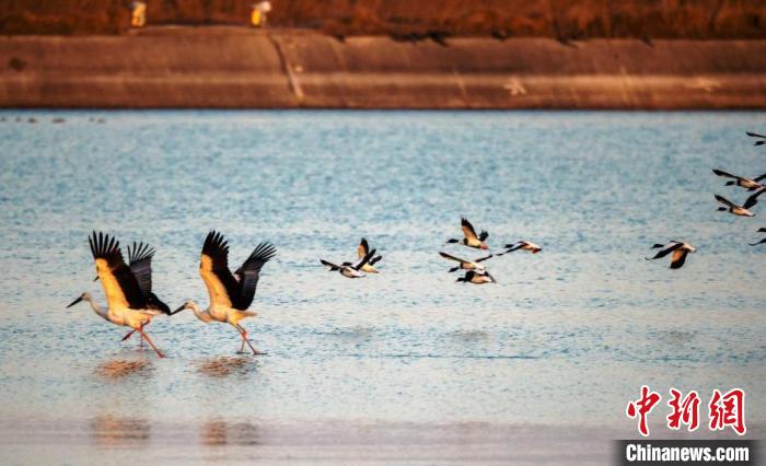 鳥兒在水面上低空飛翔。(資料圖) 孫家錄 攝