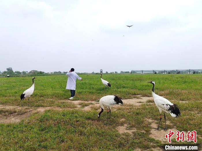 丹頂鶴和飼養(yǎng)員互動(dòng)?！」热A 攝
