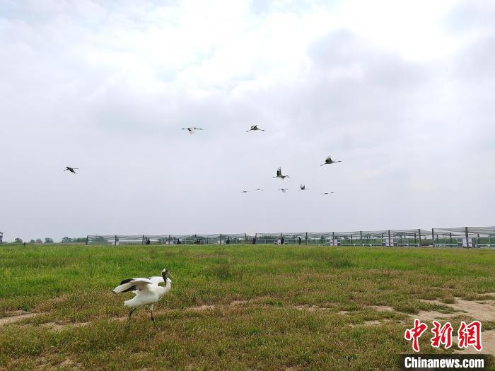 丹頂鶴在天空翱翔?！」热A 攝