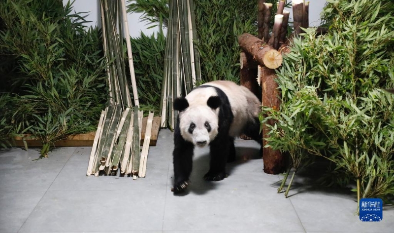 5月29日，大熊貓“丫丫”回到北京動物園。新華社發(fā)（付卓新 攝）