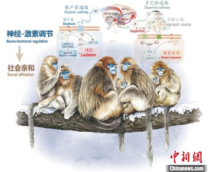神經(jīng)-激素調節(jié)的適應性變化增強社會親和力?！∥鞅贝髮W供圖