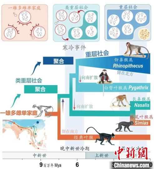 寒冷事件促進亞洲葉猴社會聚合?！∥鞅贝髮W供圖