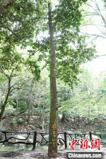位于金秀瑤族自治縣六巷鄉(xiāng)大嶺村廟山?jīng)_的大瑤山瓊楠。　劉維 攝