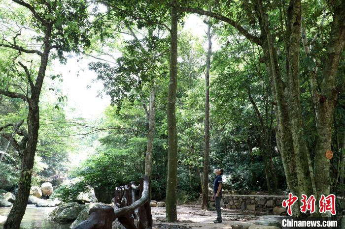 廣西大瑤山國家級(jí)自然保護(hù)區(qū)管理中心原副主任譚海明在觀察大瑤山瓊楠?！⒕S 攝
