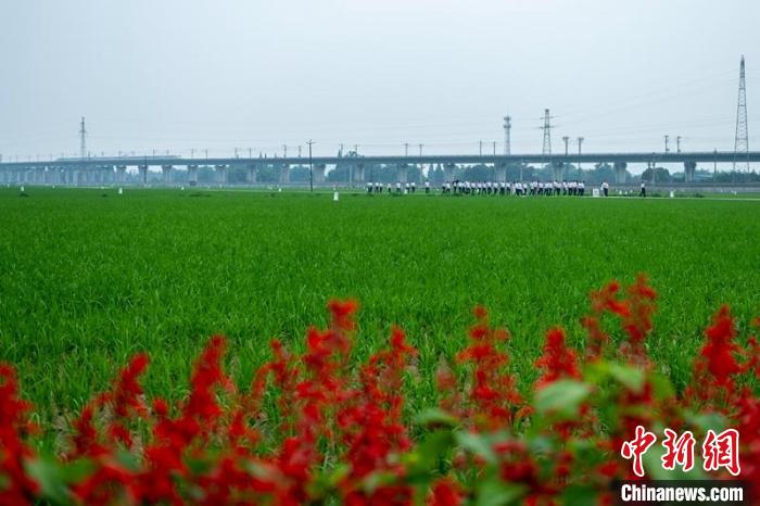 眉山市東坡區(qū)太和鎮(zhèn)永豐村高標(biāo)準(zhǔn)農(nóng)田一角。　劉忠俊 攝