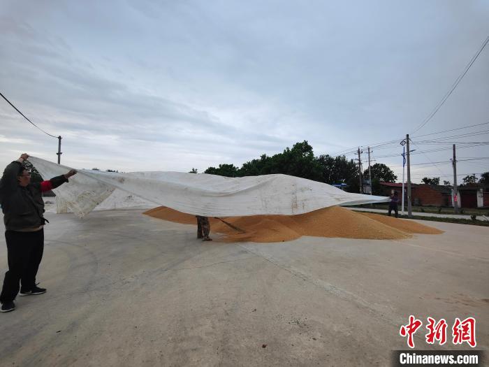 圖為工作人員用塑料布覆蓋麥堆，以防雨淋?！畲笥?攝