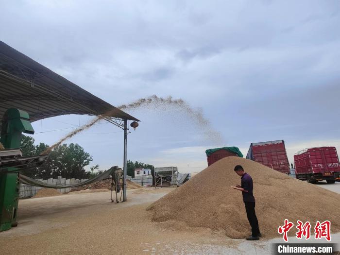 圖為工作人員正在查看剛烘干后的小麥?！畲笥?攝