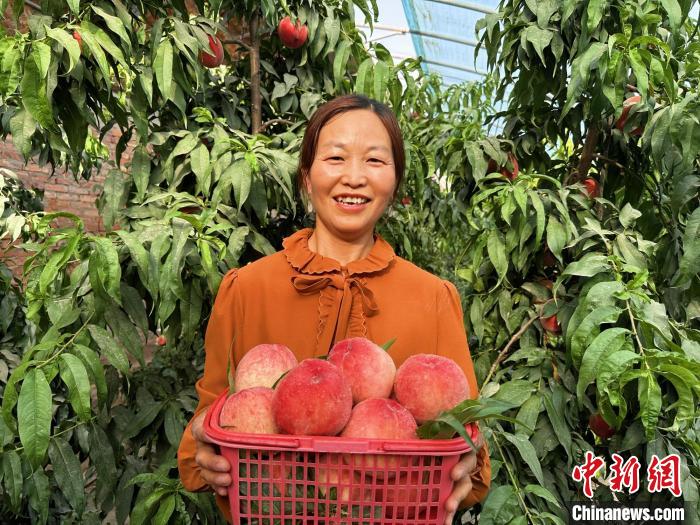種植戶黃梅展示又大又紅的水蜜桃，一臉笑意。　劉丹 攝