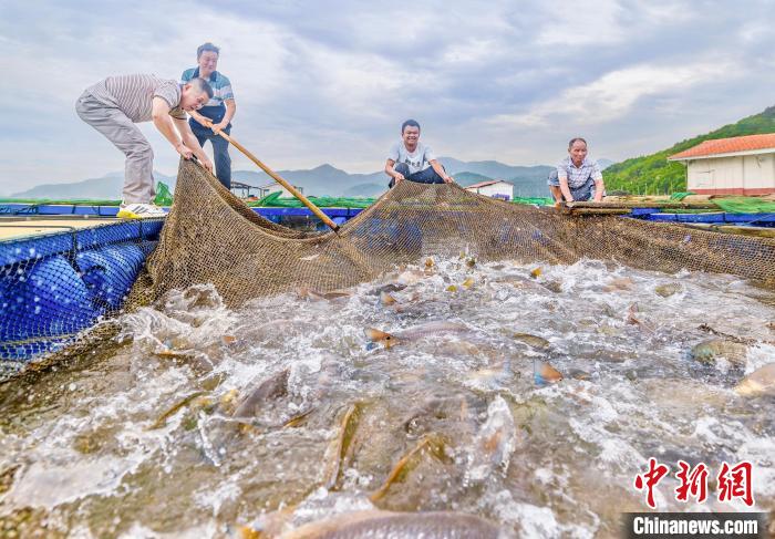 村民在漁排收獲紅鼓魚。(資料圖) 李郁 攝