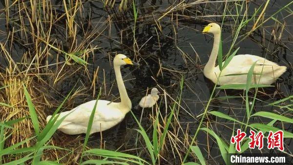 新疆瑪納斯國家濕地公園首次發(fā)現野生大天鵝自然繁殖