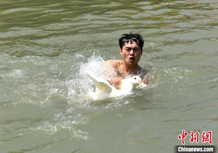 圖為海上捉鴨?！蚊?攝