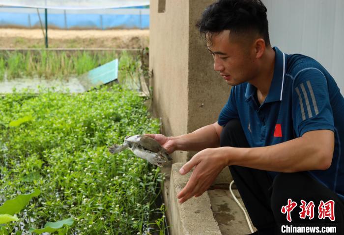 潘軍杰正在查看種鱉的健康狀況?！￡惣覙?lè) 攝