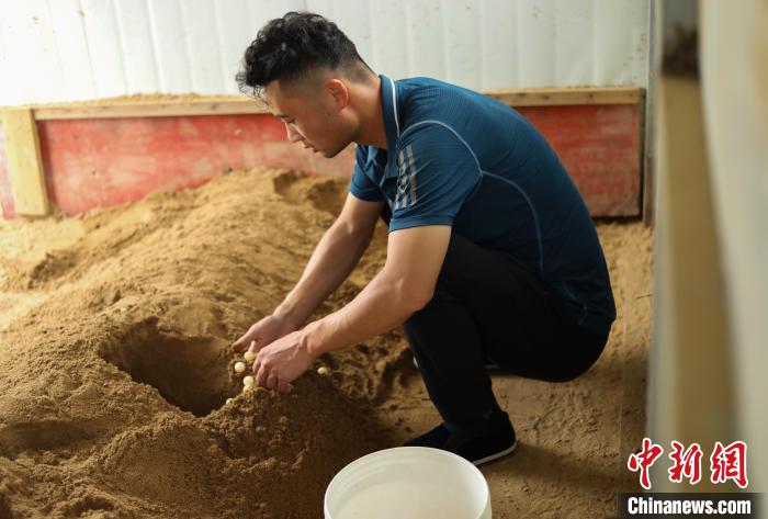 潘軍杰正在收老鱉產(chǎn)的鱉蛋?！￡惣覙?lè) 攝