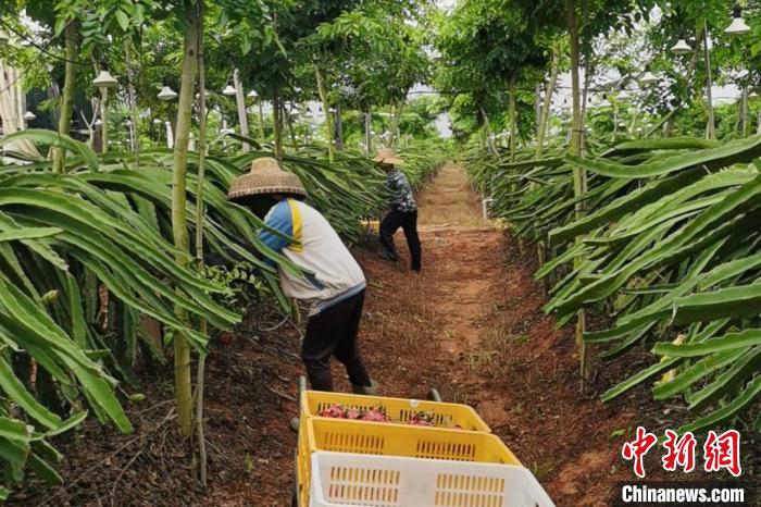 儋州市中和鎮(zhèn)水井嶺水果種植基地的火龍果迎來采摘期?！×栝?攝