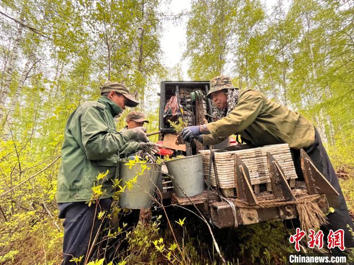 圖為林業(yè)職工利用機(jī)械設(shè)備運(yùn)送苗木?！埿?攝